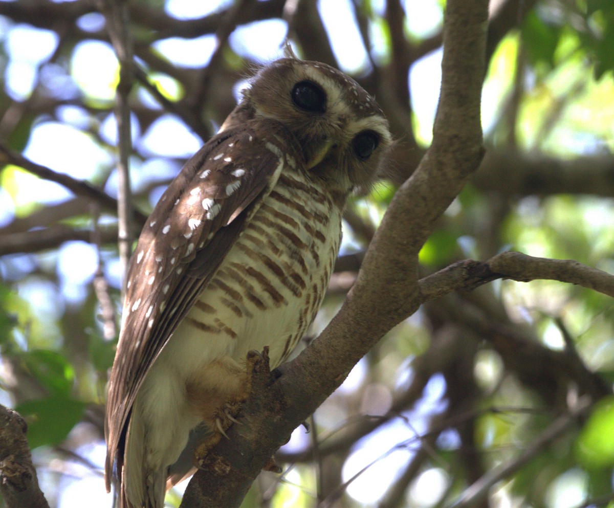 White-browed Owl - ML609248658