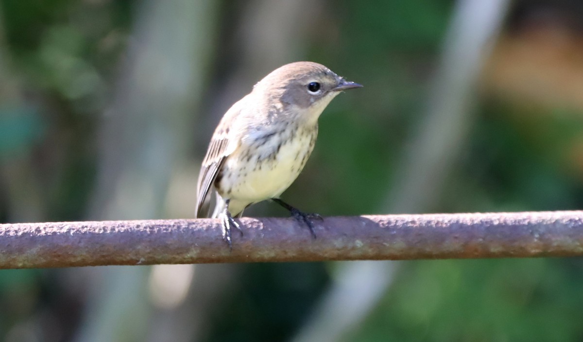 Yellow-rumped Warbler - ML609248788