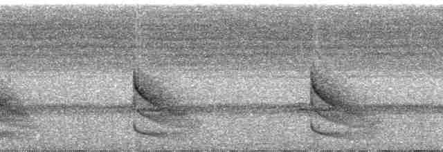 Корайский крапивник - ML60925