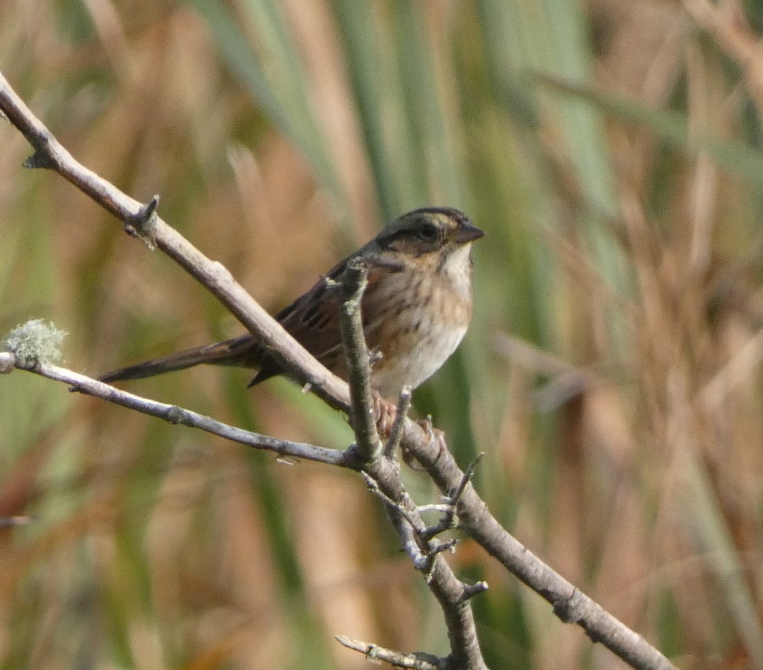 Swamp Sparrow - ML609250581