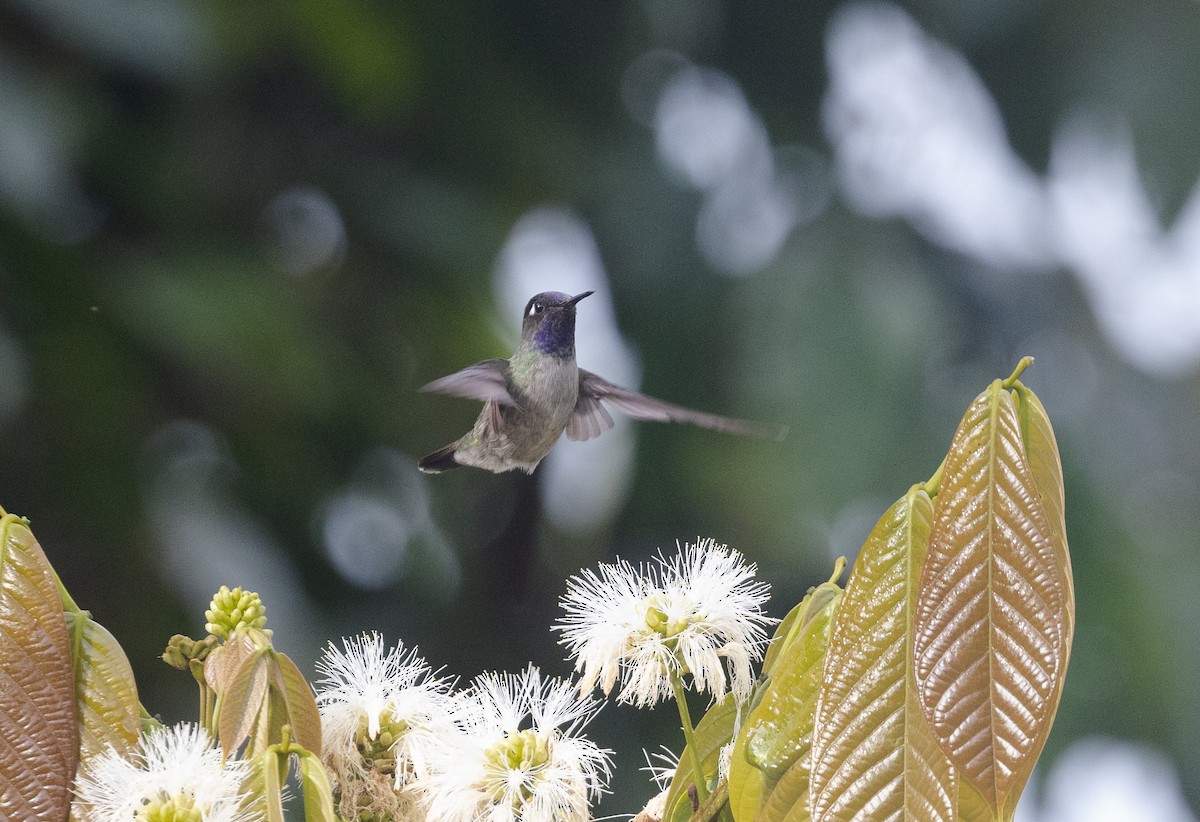 Violet-headed Hummingbird - José Castaño