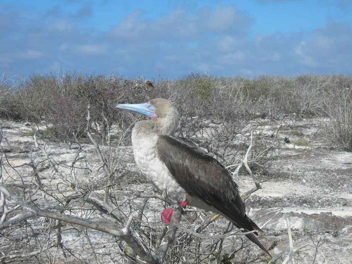 Red-footed Booby - ML609251057
