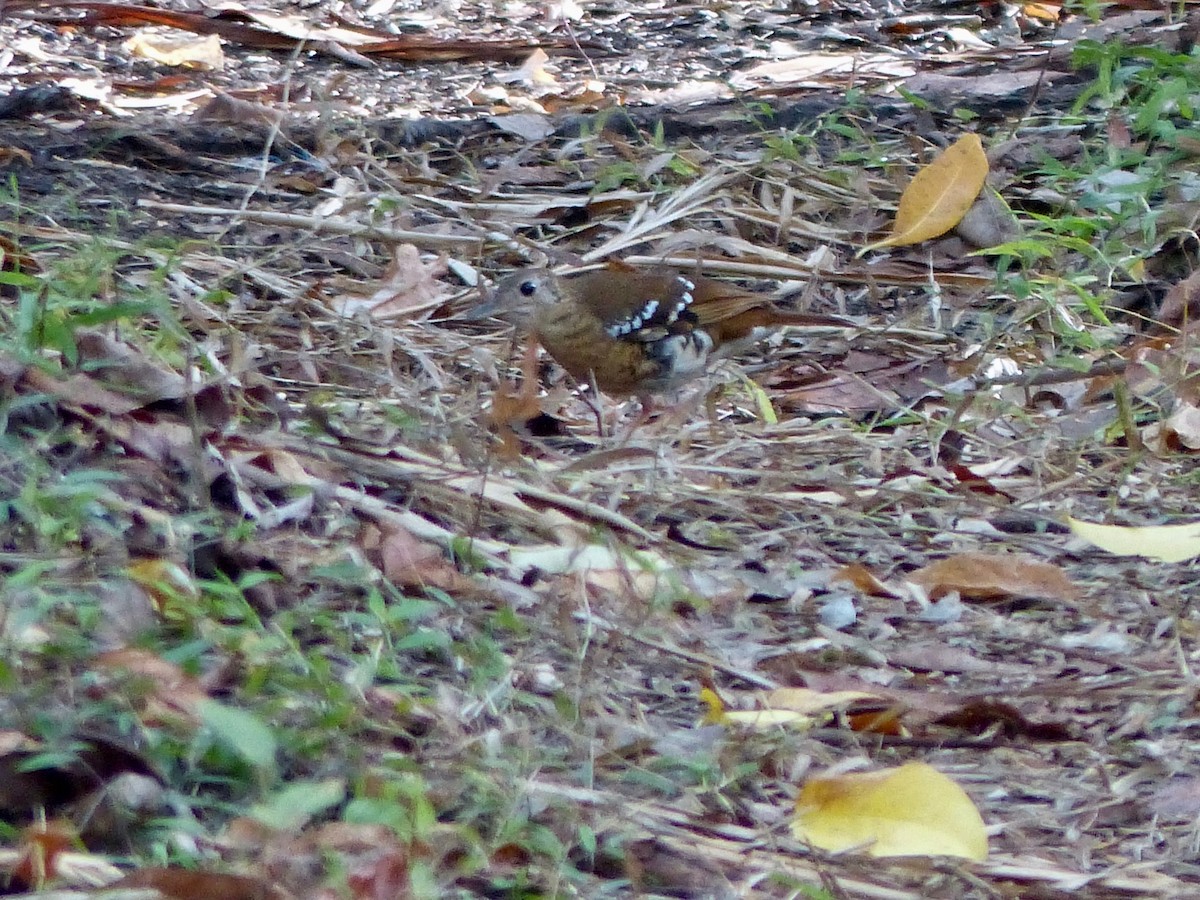 Fawn-breasted Thrush - ML609251099