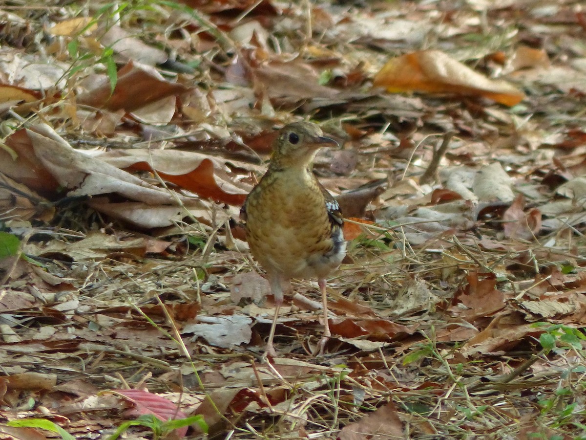 Fawn-breasted Thrush - ML609251113