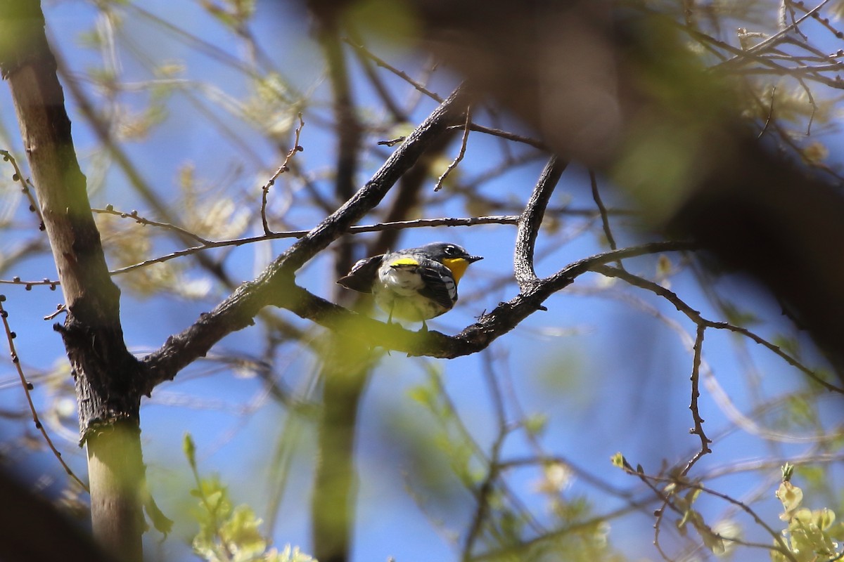 Yellow-rumped Warbler (Audubon's) - ML609251134