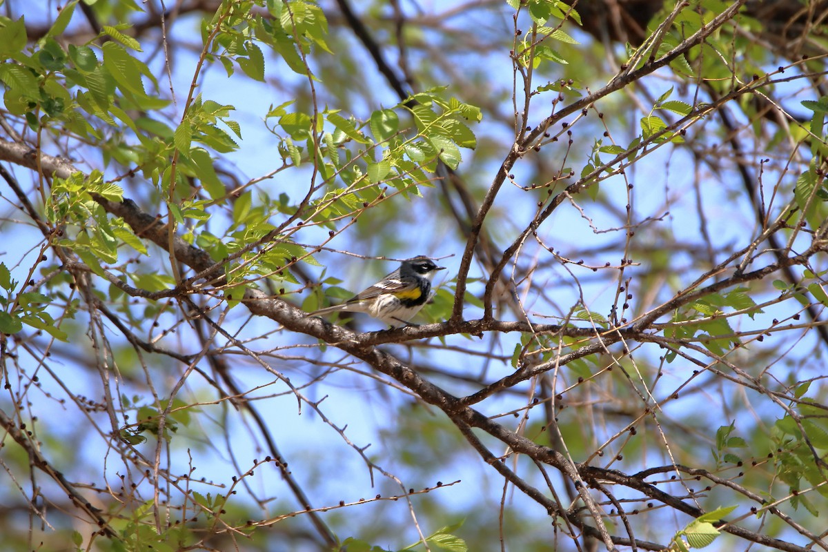 Yellow-rumped Warbler (Myrtle) - ML609251141
