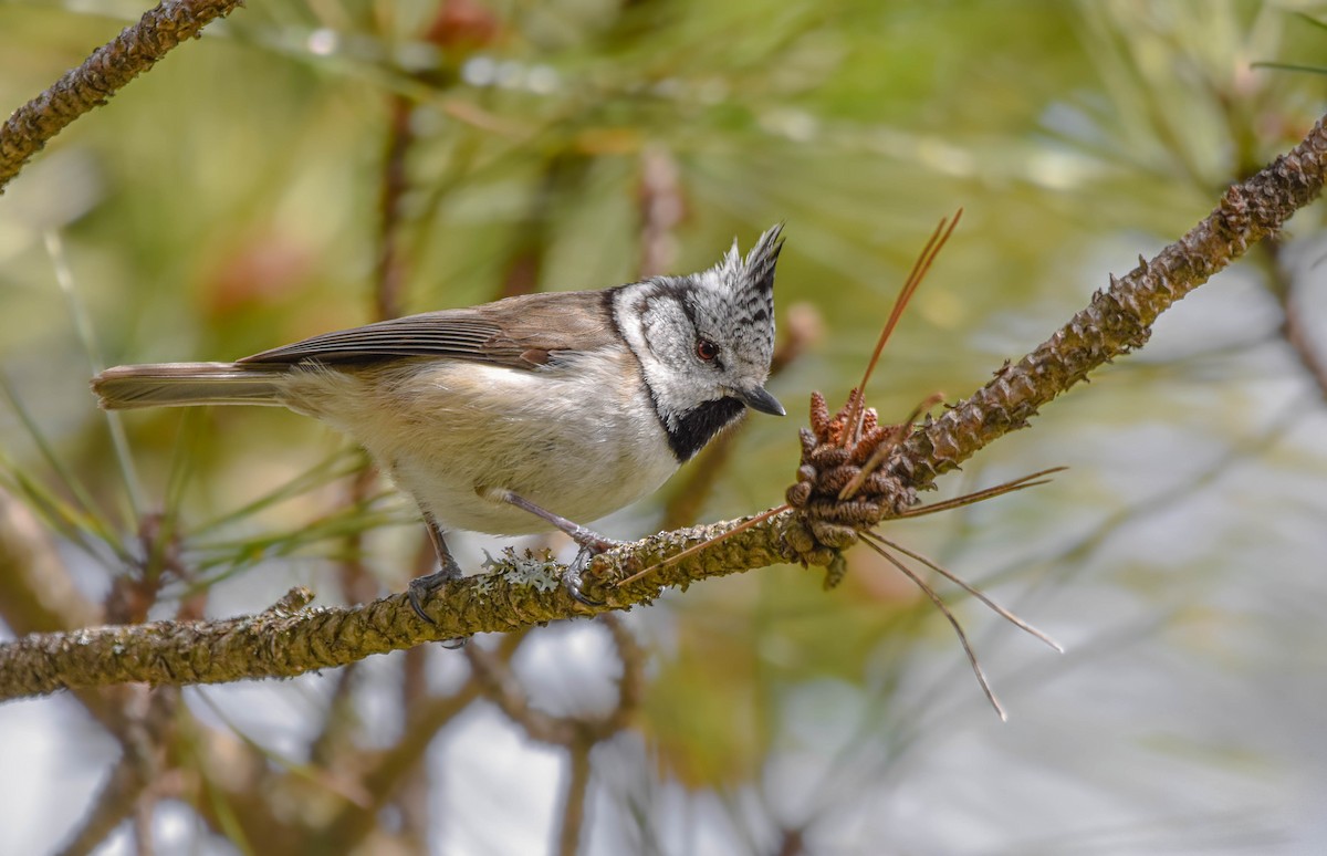 Crested Tit - Christos Christodoulou