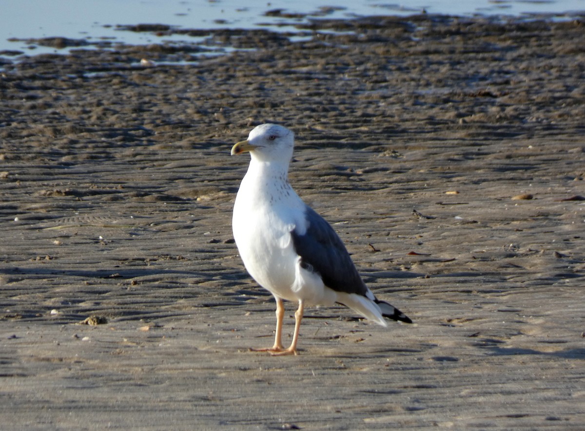 Lesser Black-backed Gull (Heuglin's) - ML609251234