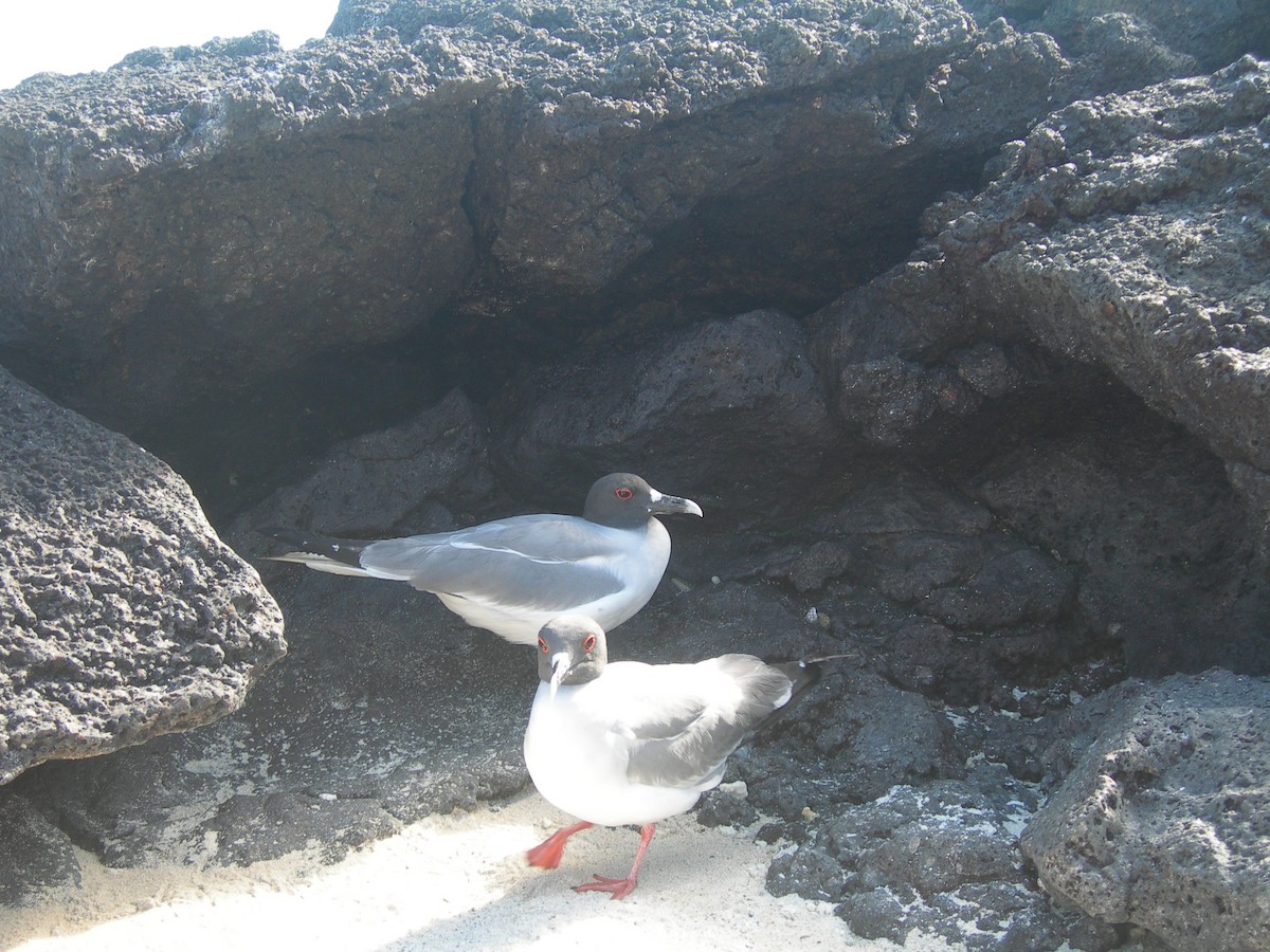 Swallow-tailed Gull - ML609251645