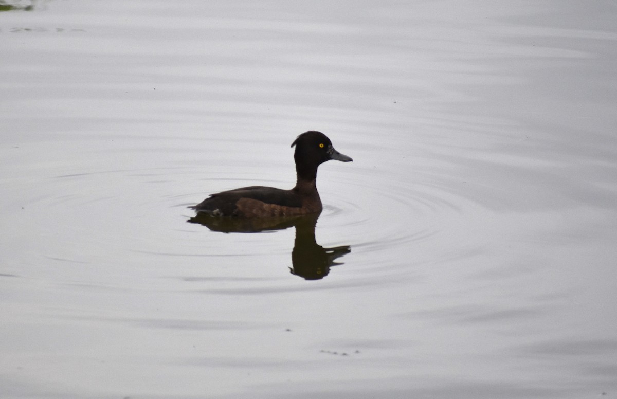Tufted Duck - ML609252071