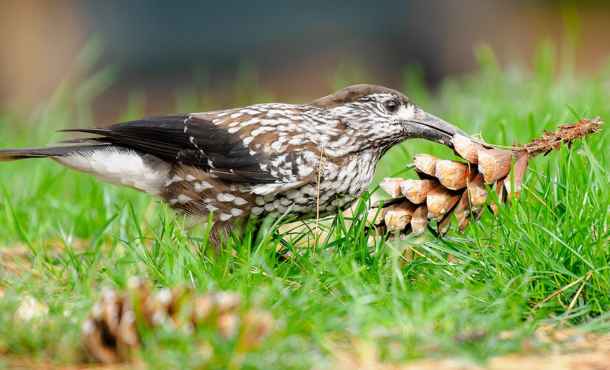 Eurasian Nutcracker - ML609252150