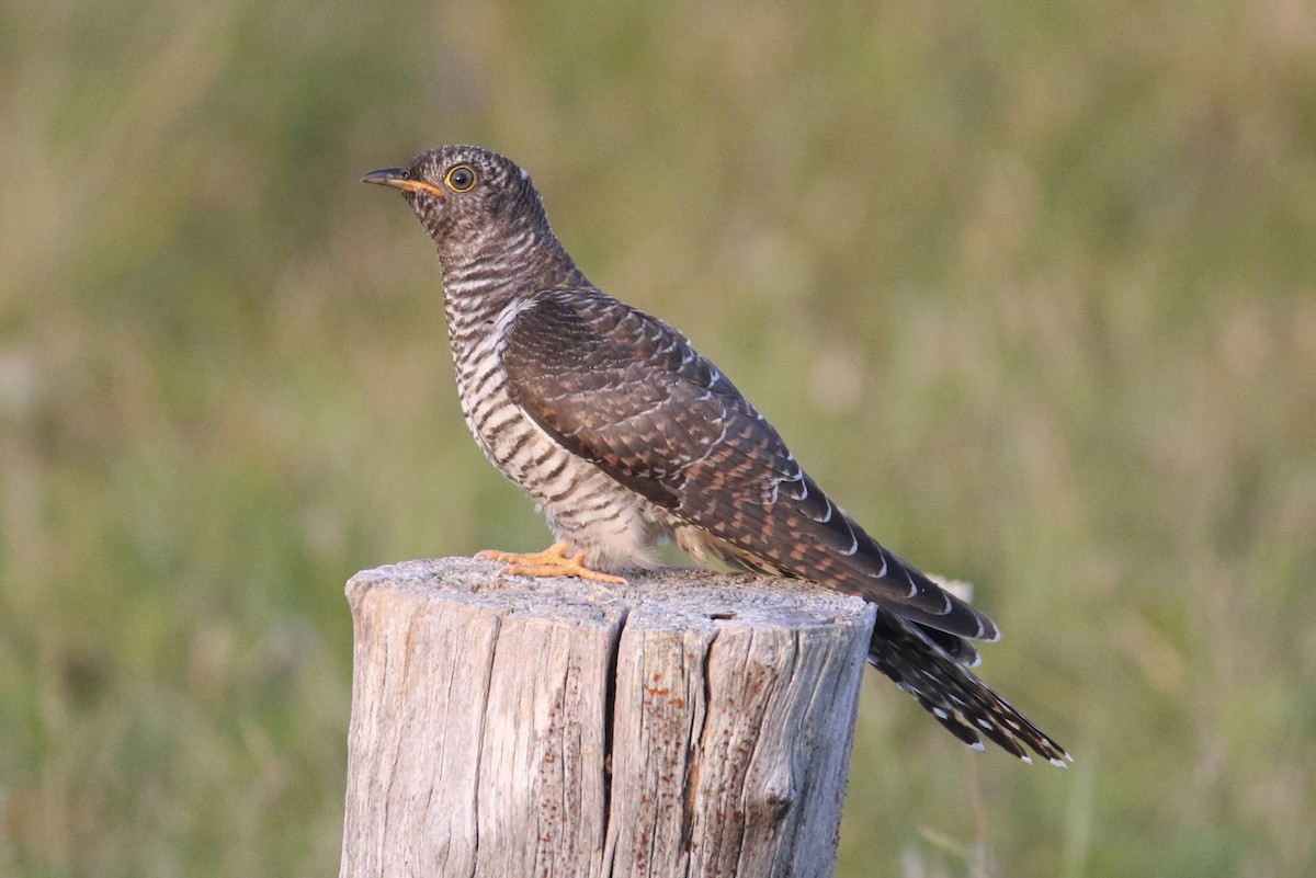 Common Cuckoo - ML609252187