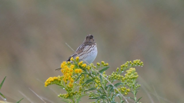 Savannah Sparrow - ML609252214