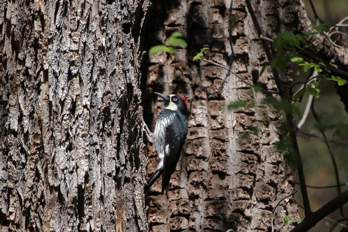 Acorn Woodpecker (Acorn) - ML609253250