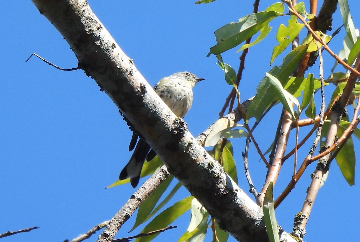 Black-throated Gray Warbler - ML609253509