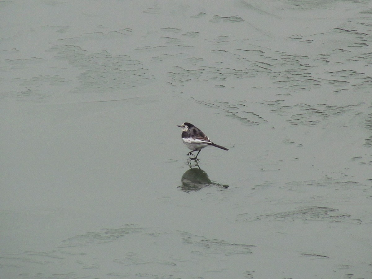White Wagtail (Chinese) - ML609253813