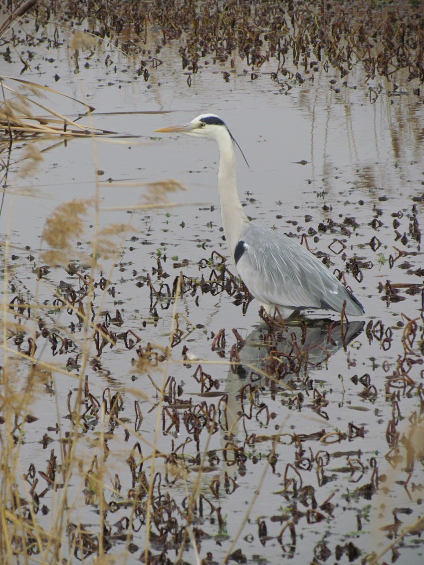 Gray Heron - ML609253918