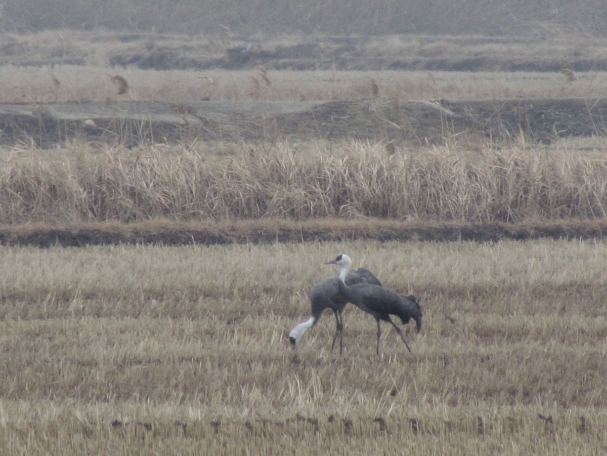 Hooded Crane - ML609253944