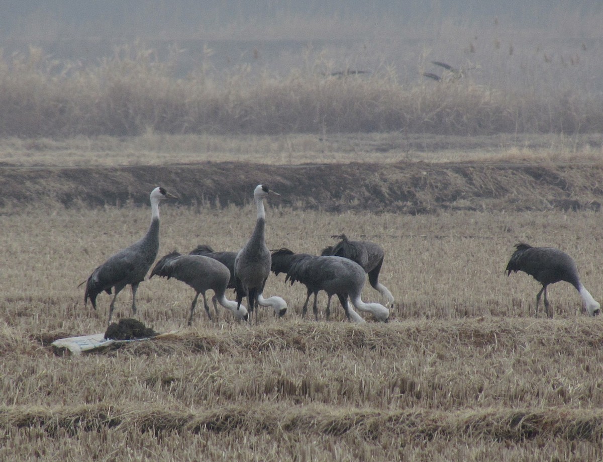 Hooded Crane - ML609253947