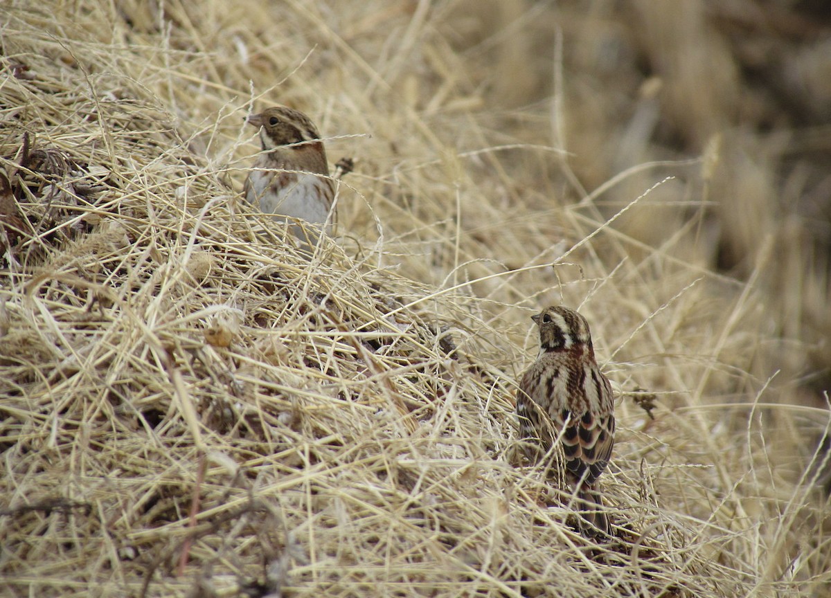 Rustic Bunting - ML609253971