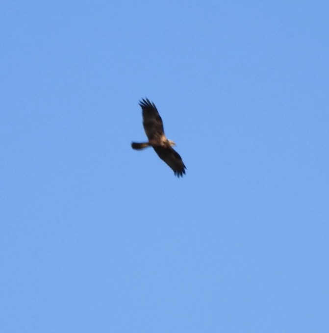 Eurasian Marsh-Harrier - ML609254267