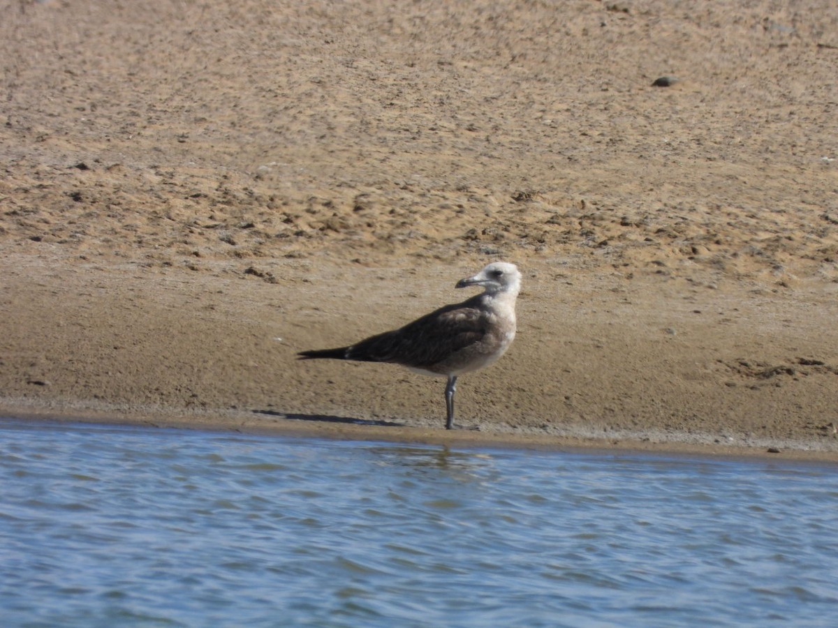 Audouin's Gull - ML609254394