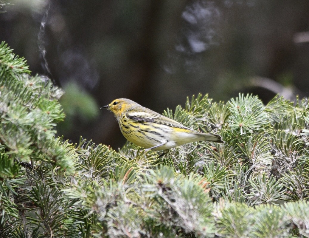 Cape May Warbler - ML609254609