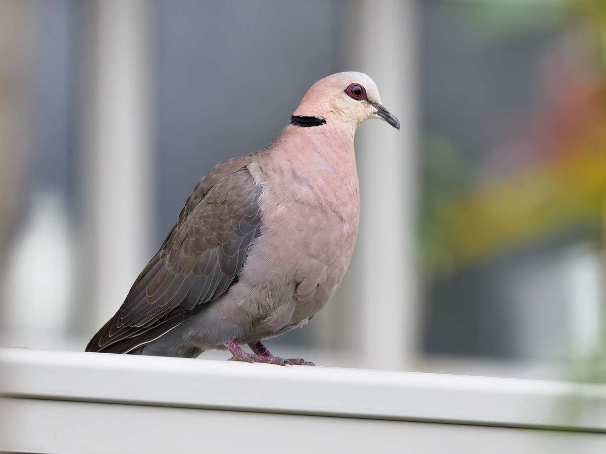 Red-eyed Dove - ML609254647