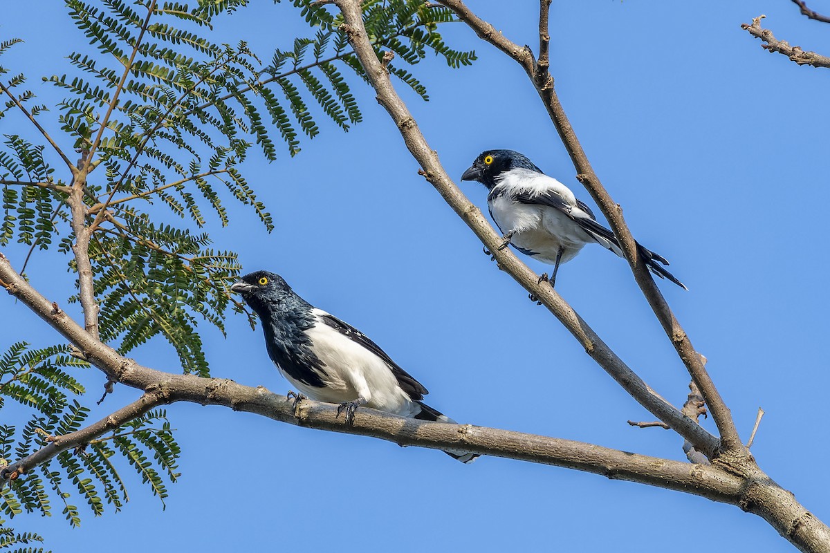 Magpie Tanager - ML609254679