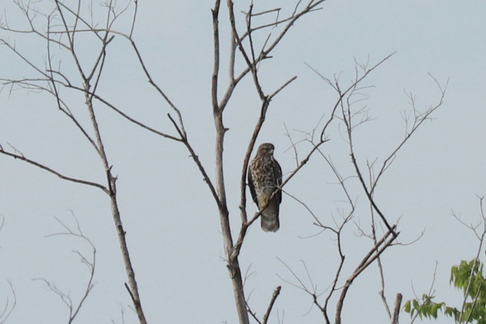 Red-shouldered Hawk - ML609255429