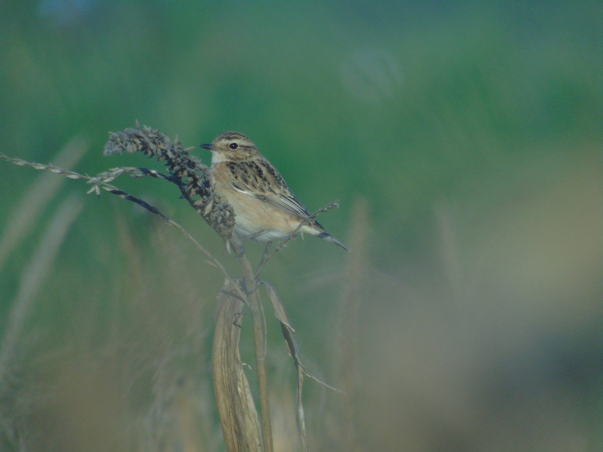 Whinchat - ML609255611