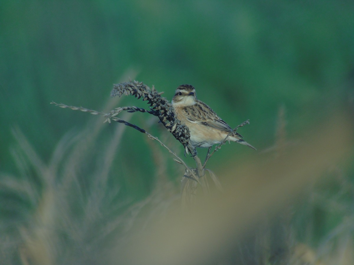 Whinchat - ML609255612