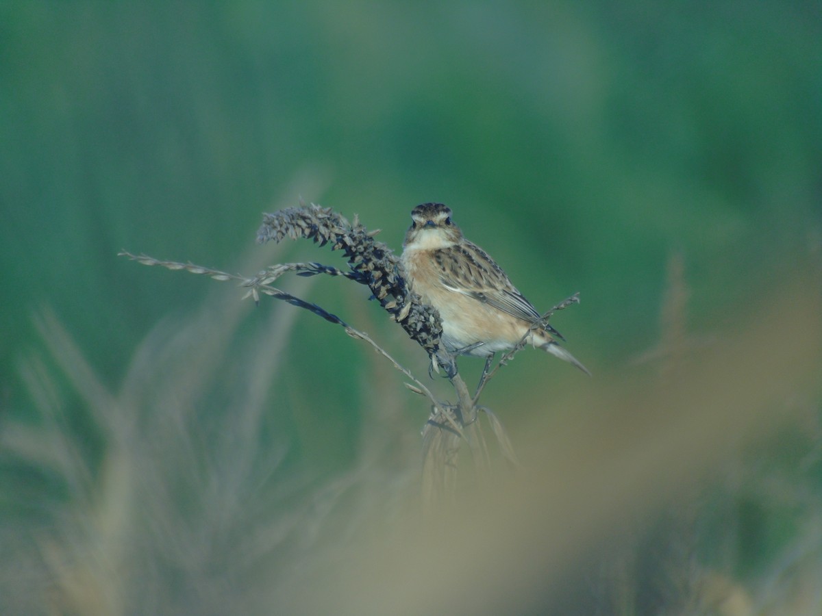 Whinchat - ML609255613
