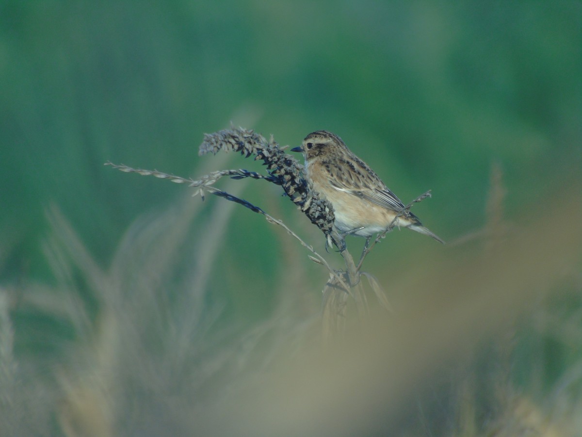Whinchat - ML609255614