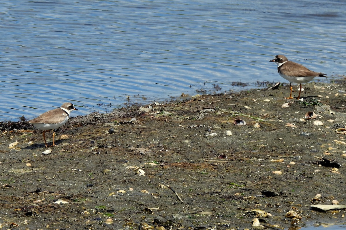 Semipalmated Plover - ML609255744