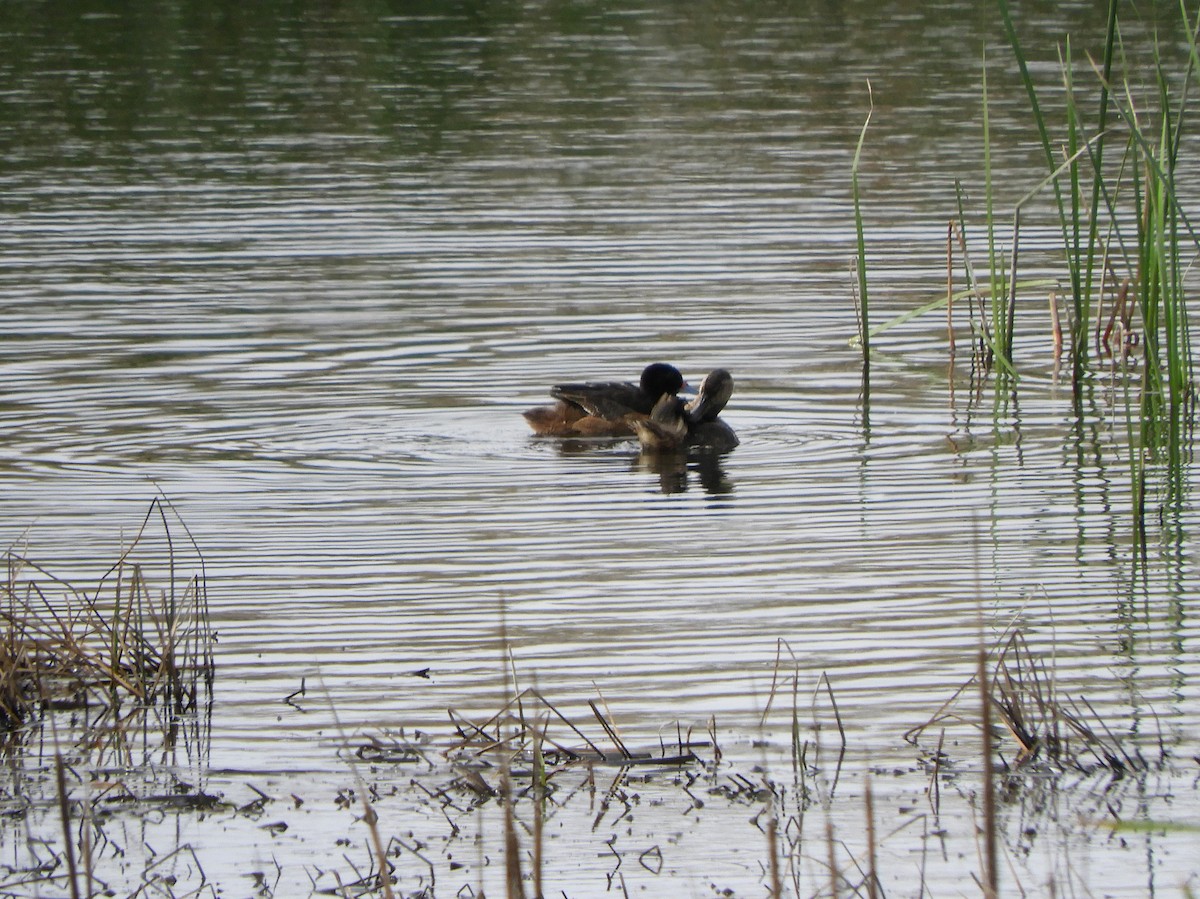 Ebird Checklist - 24 Sep 2023 - Parque Indoamericano, Reservorio Y Lago 