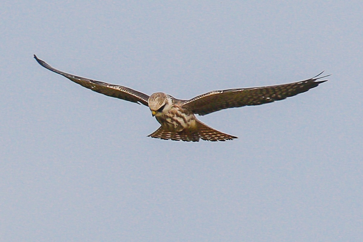 Red-footed Falcon - Arto Maatta