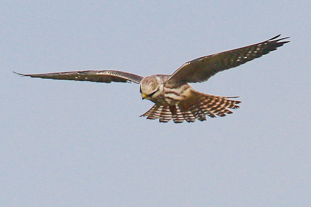Red-footed Falcon - ML609255803