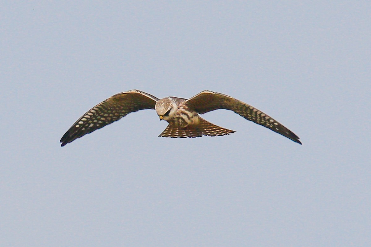 Red-footed Falcon - ML609255804