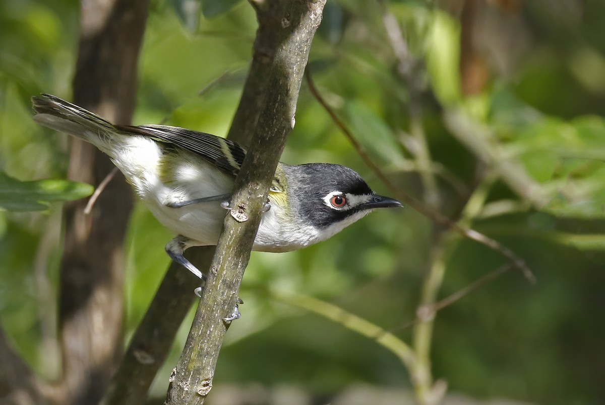 Black-capped Vireo - ML609255892