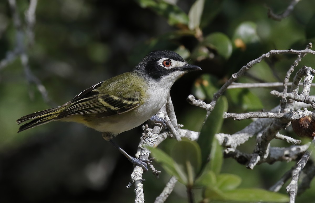Black-capped Vireo - ML609255893