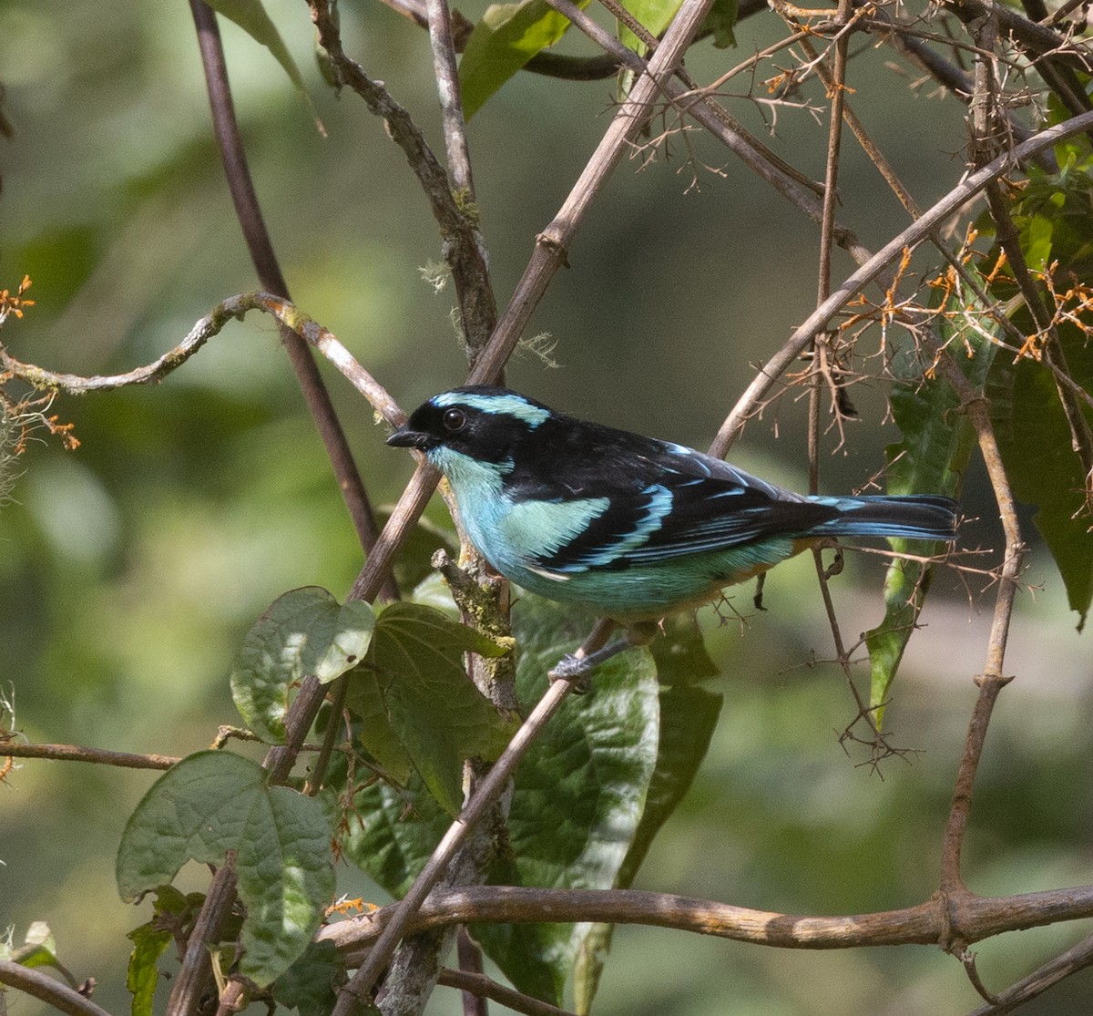 Blue-browed Tanager - ML609255975