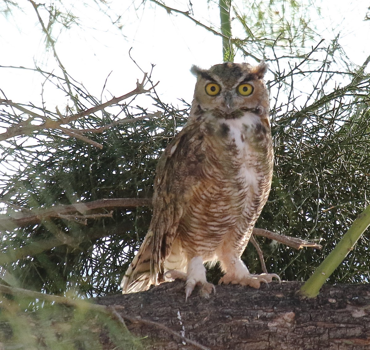Great Horned Owl - ML609256061
