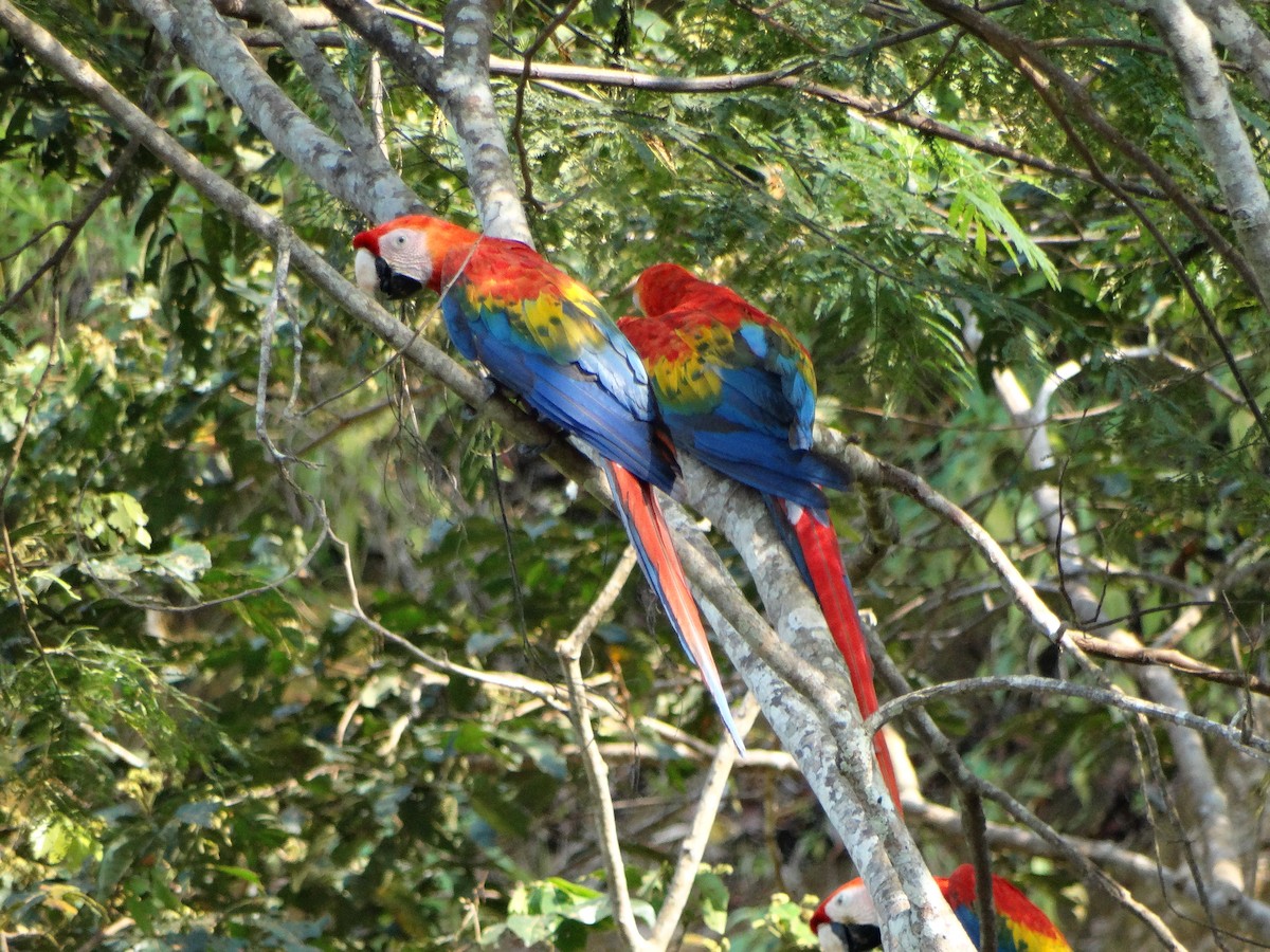 Scarlet Macaw - ML609256095