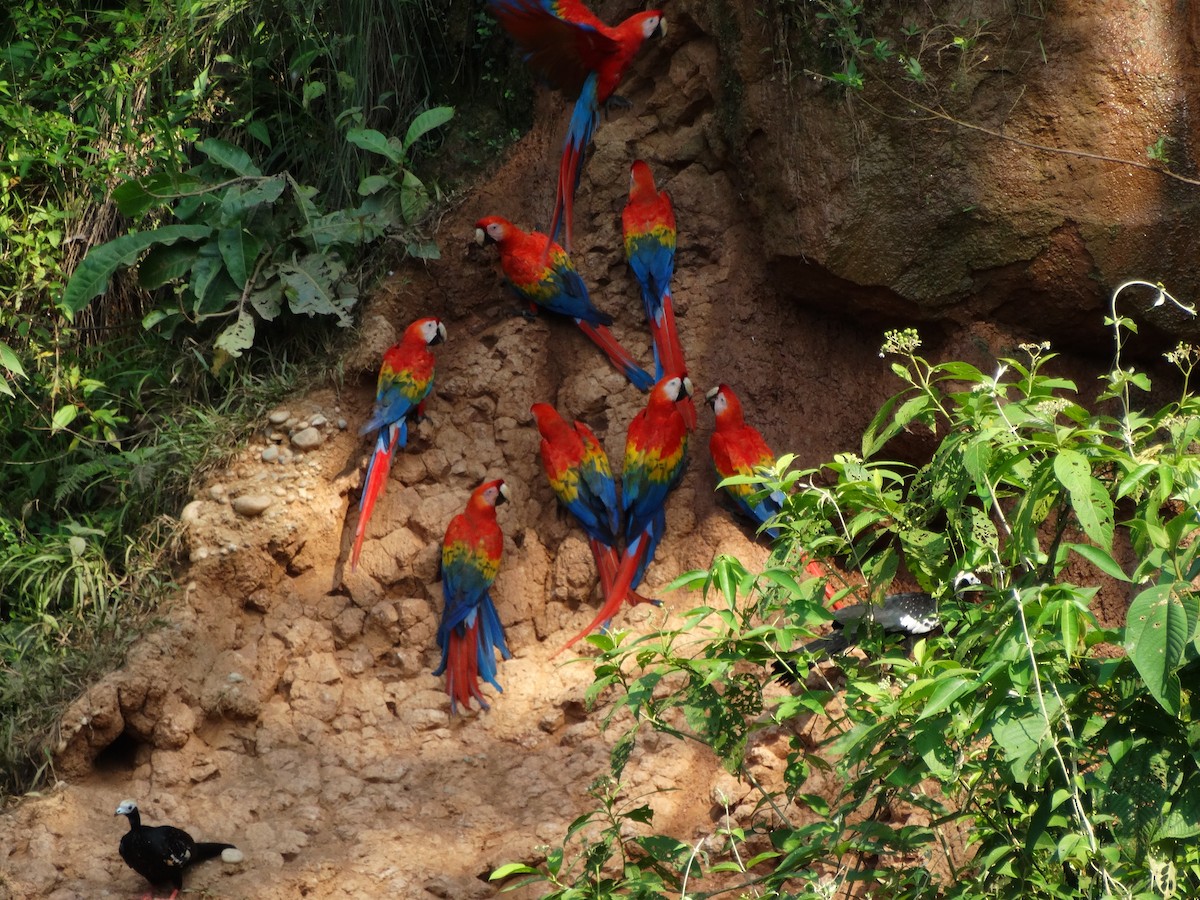 Scarlet Macaw - ML609256108