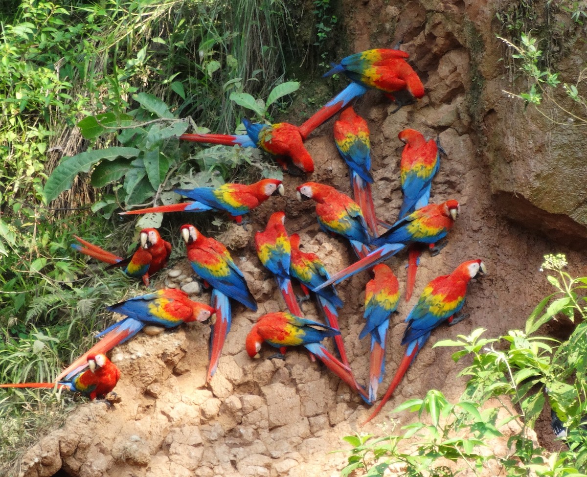 Scarlet Macaw - ML609256184