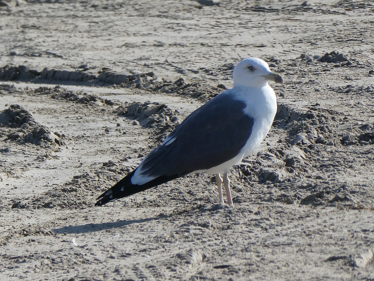 Lesser Black-backed Gull (Heuglin's) - ML609256385