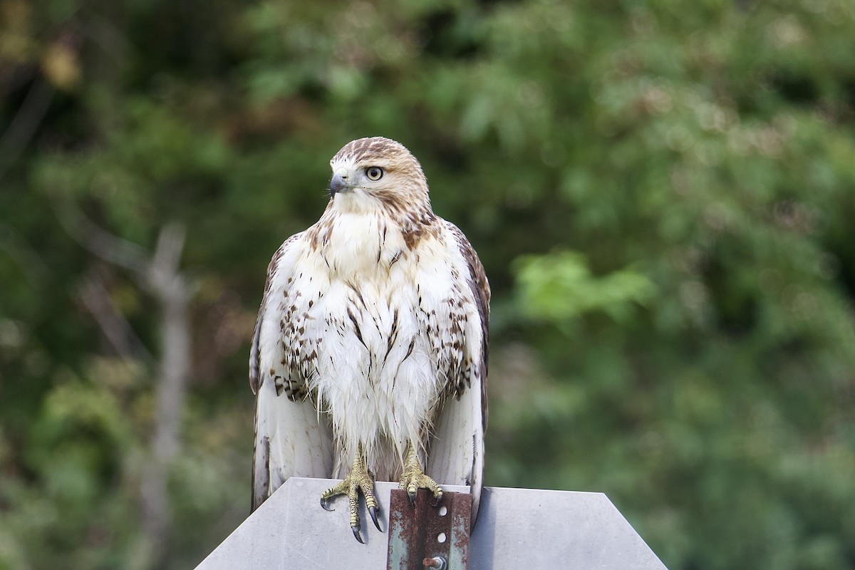 Red-tailed Hawk - ML609256406