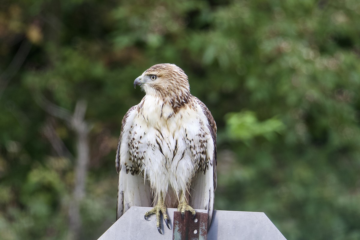 Red-tailed Hawk - ML609256407