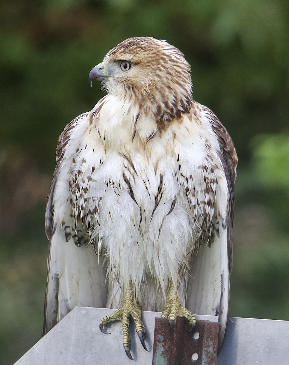 Red-tailed Hawk - David Wilkins